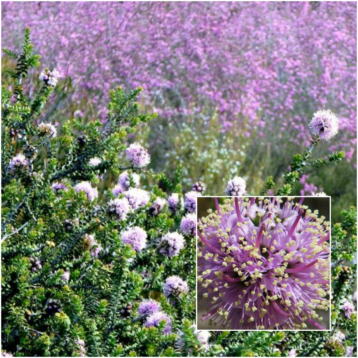 Kunzea Newbeyi